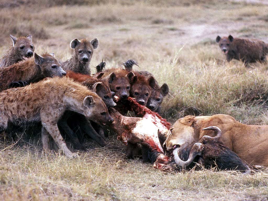 Over 10 threat groups are now feasting on your Cisco SD-WAN